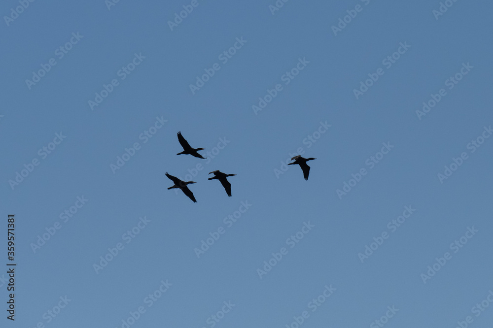 a flock of black cormorant sea birds against a clear blue sky