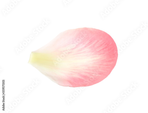 Beautiful pink peony petal isolated on white