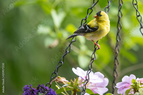 American Goldfinch 