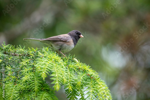 Oregon dark-eyed junco
