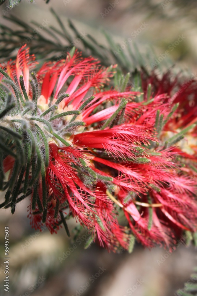 One-sided Bottlebrush (Calothamnus quadrifidus) showing red flowers arranged in the inflorescence, South Australia One-sided Bottlebrush (Calothamnus quadrifidus) showing red flowers arranged in the inflorescence, South Australia
