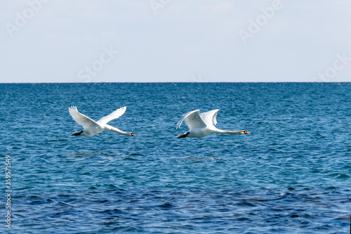 two white Mute Swan (Cygnus olor) flying above a blue lake