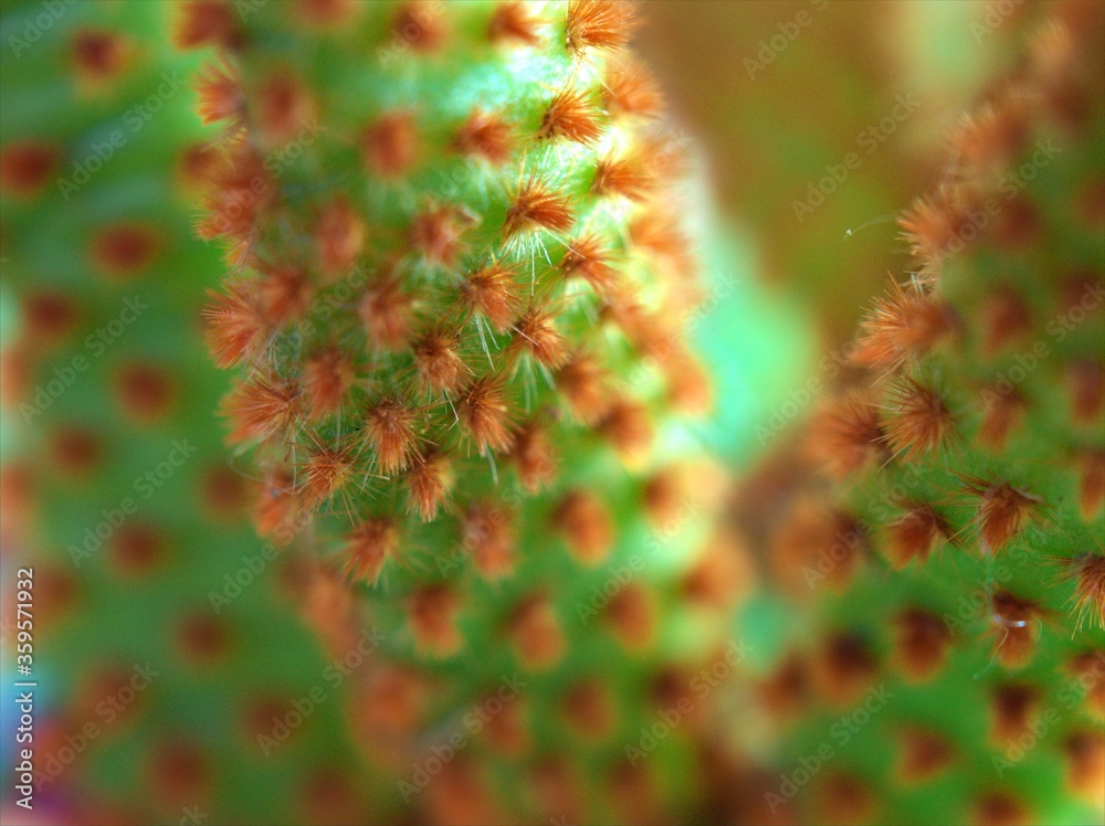Closeup green cactus bunny ears, succulent opuntia microdasys desert plant with blurred background , macro image , blur and bright , soft focus, sweet color for card design Closeup green cactus bunny ears, succulent opuntia microdasys desert plant with blurred background , macro image , blur and bright , soft focus, sweet color for card design