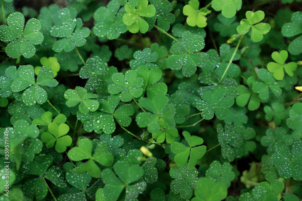 Beautiful clover leaves with water drops outdoors, top view. St. Patrick's Day symbol Beautiful clover leaves with water drops outdoors, top view. St. Patrick's Day symbol