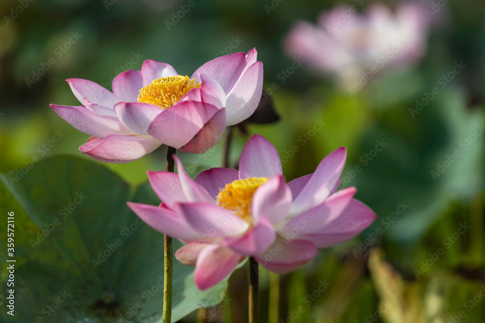 Lotus blossoming in the natural pool. The lotus flower is regarded as the queen of flowering plants that grow in water. Lotus blossoming in the natural pool. The lotus flower is regarded as the queen of flowering plants that grow in water.