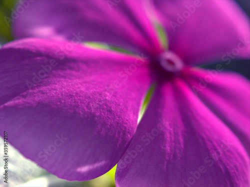 Closeup purple petals periwinkle madagascar flower with blurred background ,macro image ,soft fcous ,sweet color for card design photo