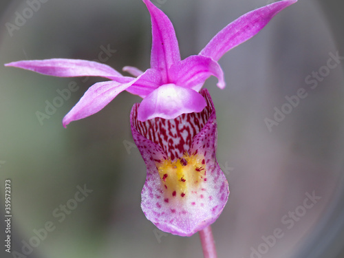 Fotografie Orchid
