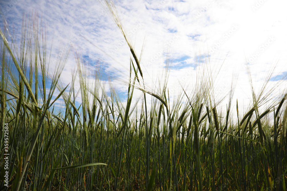 Beautiful agricultural field with ripening cereal crop