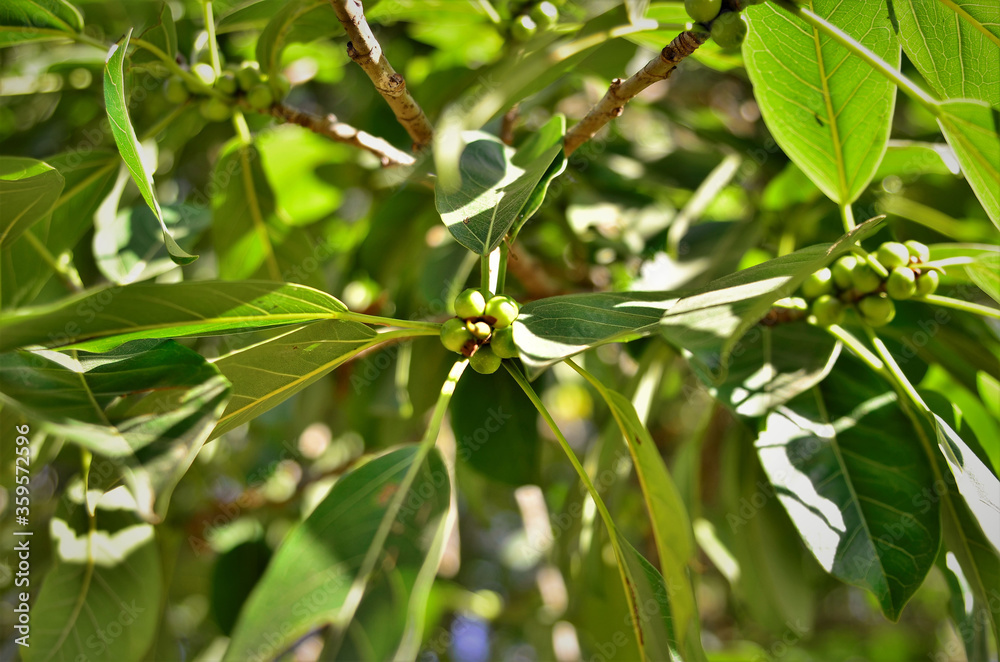 Fototapeta premium As folhas e frutos da Ilex paraguariensis no campo