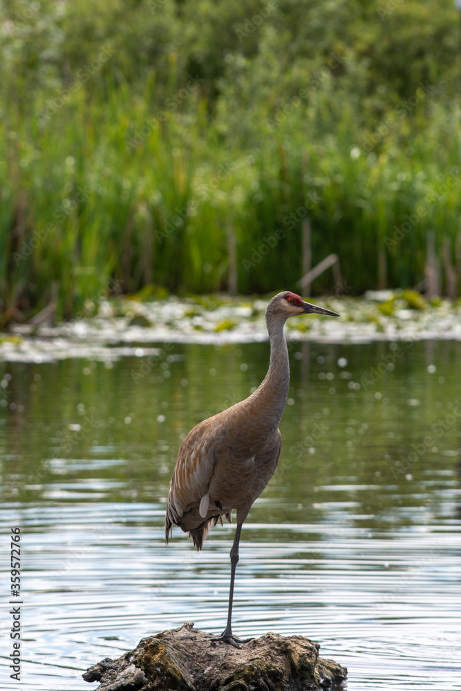 Sandhill crane resting on the log. Vancouver BC Canada
Sandhill crane resting on the log. Vancouver BC Canada