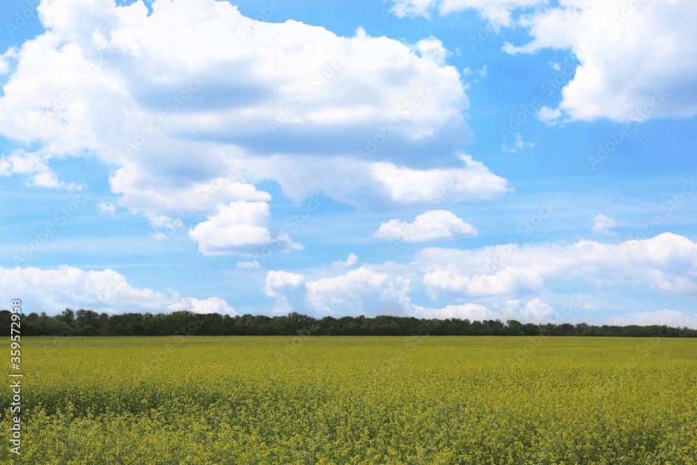 Beautiful view of blooming rapeseed field. Agriculture industry Beautiful view of blooming rapeseed field. Agriculture industry