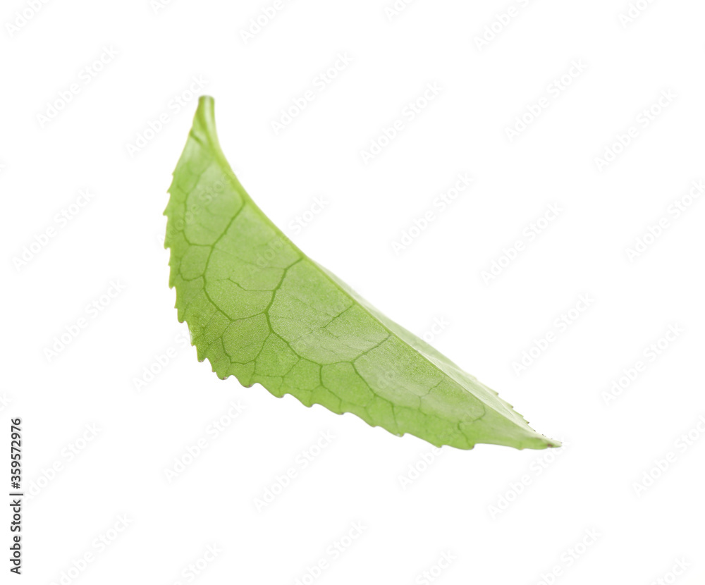 Green leaf of tea plant isolated on white Green leaf of tea plant isolated on white