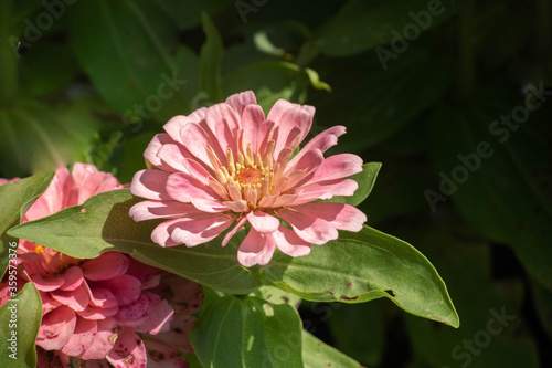 pink flower