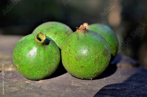 Frutos verdes da Genipa americana no parque photo