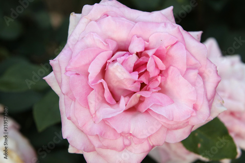 Cloesup of beautiful pink rose flower