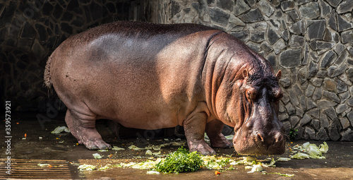 Hippopotamus hippos photo