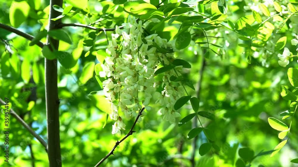Blooming Acacia tree with white flowers in the spring. Blossoming False acacia. Blossom flowers of black locust swaying tree branches in the wind green blurred background. Robinia pseudoacacia Blooming Acacia tree with white flowers in the spring. Blossoming False acacia. Blossom flowers of black locust swaying tree branches in the wind green blurred background. Robinia pseudoacacia
