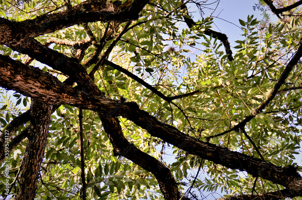 Galho da árvore Citharexylum Myrianthum‎