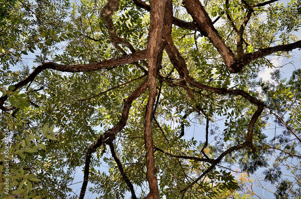 Ao alto as folhas da Citharexylum Myrianthum Ao alto as folhas da Citharexylum Myrianthum