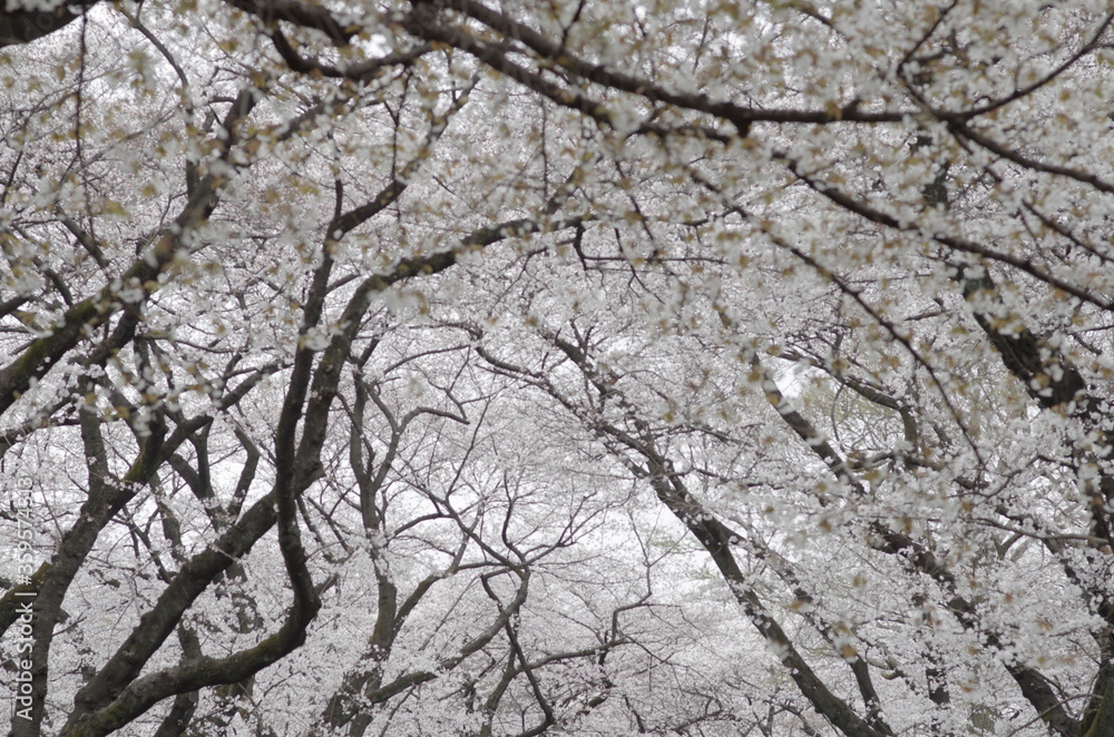 桜 桜
