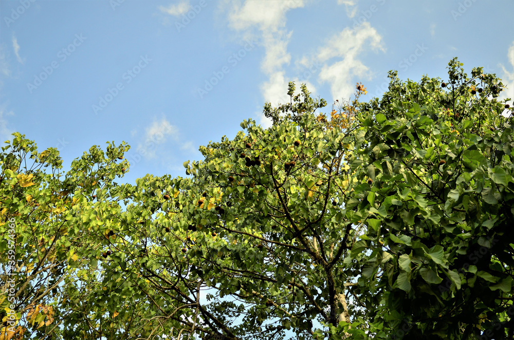 Árvore com frutos da Basiloxylon brasiliensis no parque Árvore com frutos da Basiloxylon brasiliensis no parque