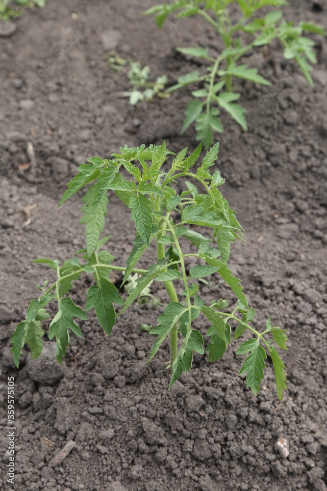agricultural crops in the garden in the village agricultural crops in the garden in the village