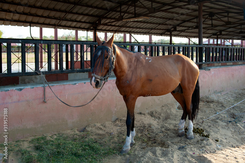 Photography C-0116 Brown Horse
Photographed in Jaipur, India in April 2019.
