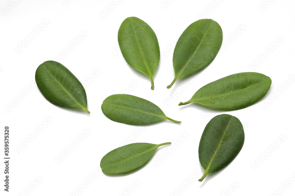 Fototapeta premium Fresh bay leaves,Bay leaves isolated on white background