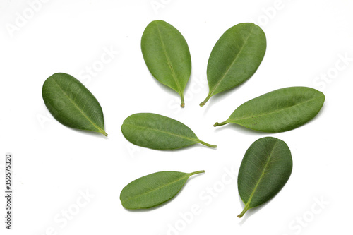 Fresh bay leaves Bay leaves isolated on white background