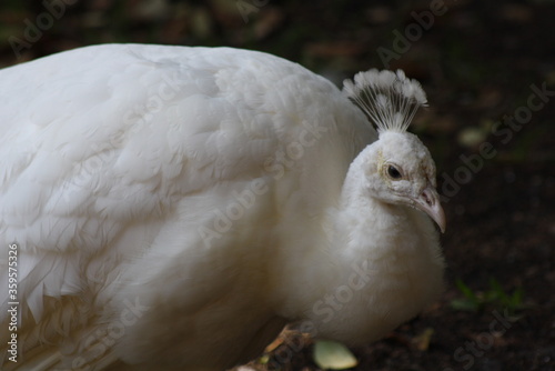 white peacock