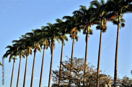 As belas Roystonea oleracea em fim de tarde no pauque photo