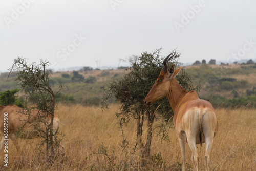 Wild antelopes roaming free in the wild 