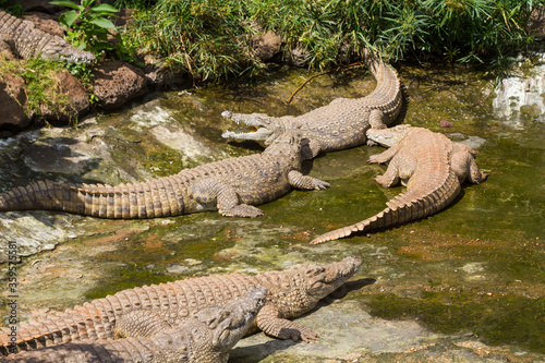 A crocodile pit with giant crocodiles