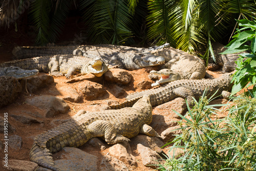 A crocodile pit with giant crocodiles