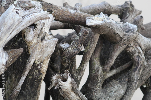 Drift wood