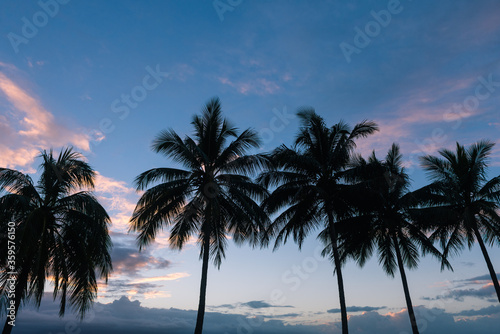 Palm trees at sunset at Port Douglas