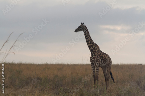 A herd of Giraffes at the game reserve 