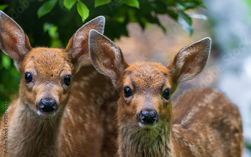 Photography Two Baby Deer Fawns In Looking At A Human In The Early Morning