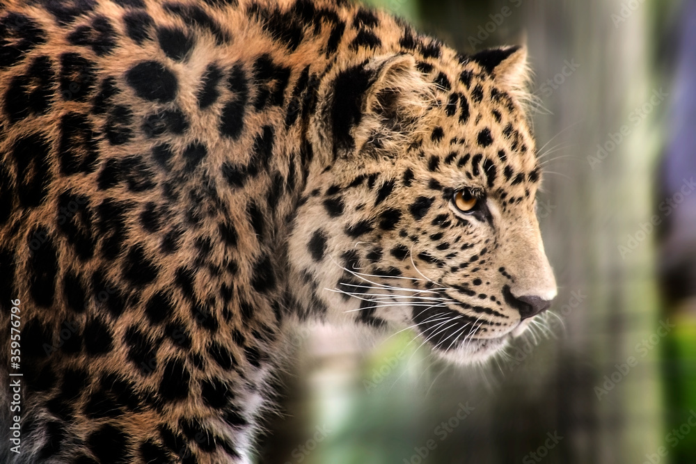 Obraz premium This side of the Leopard