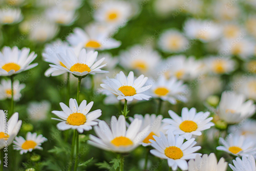 Fototapeta premium デイジーの花