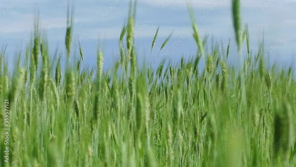 Farm field with young green growing wheat. Agricultural early ears of wheaten cereals. Farm field with young green growing wheat. Agricultural early ears of wheaten cereals.