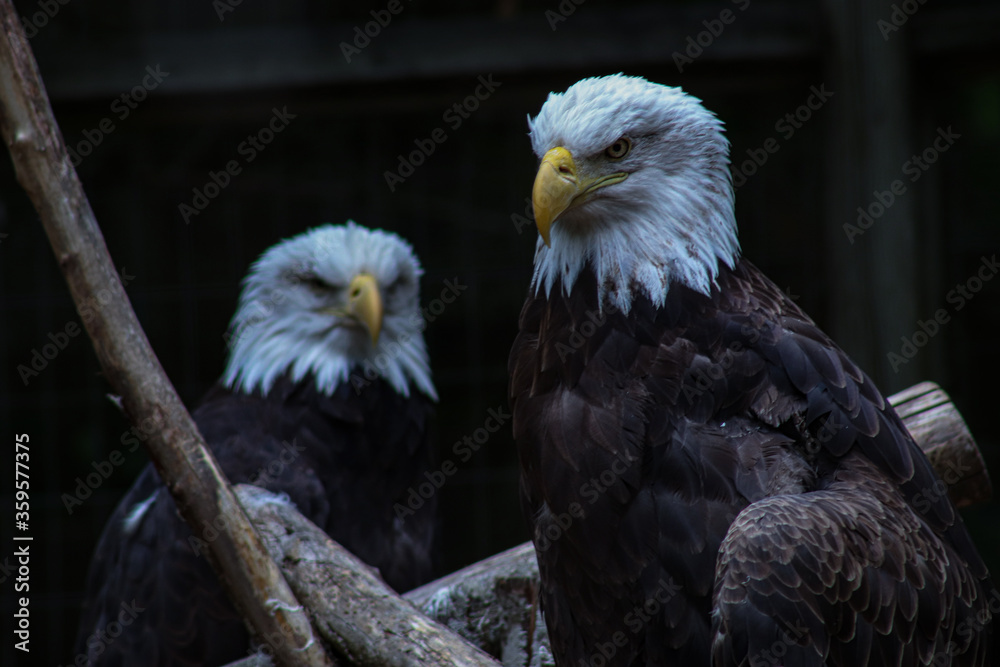 Fototapeta premium Eagle Duo