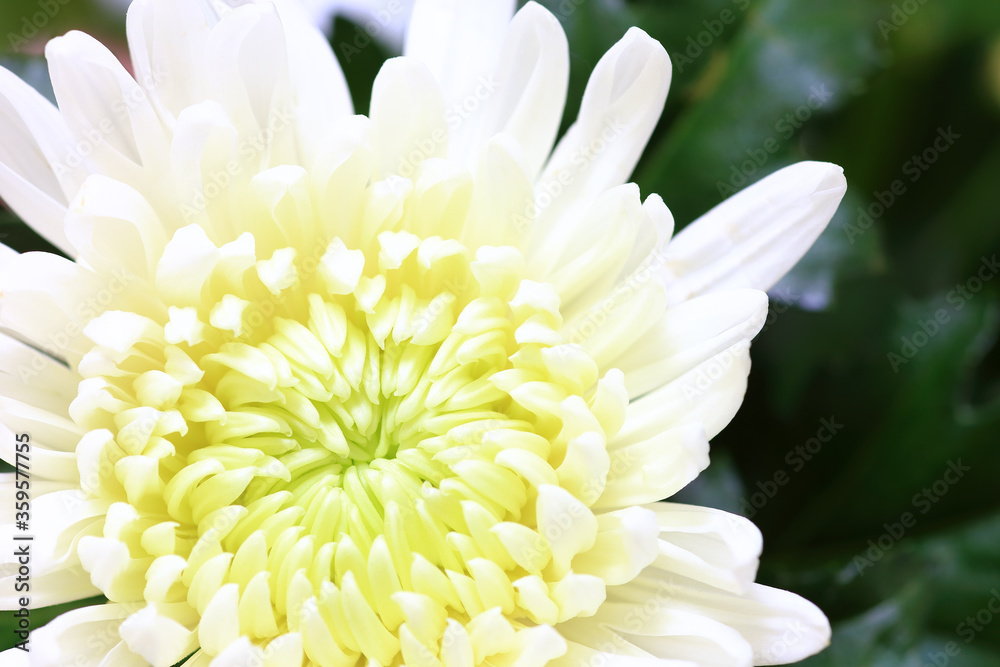 white chrysanthemum flower close up white chrysanthemum flower close up