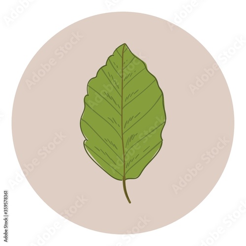 leaf