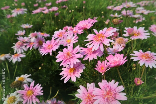 Pink daisy  Osteospermum ecklonis. A field of bright pink Cape Marguerite daisy flowers. Pink flower fields. romantic flowers. Colorful Chrysanthemum Flowers. flower in bloom. Springtime.