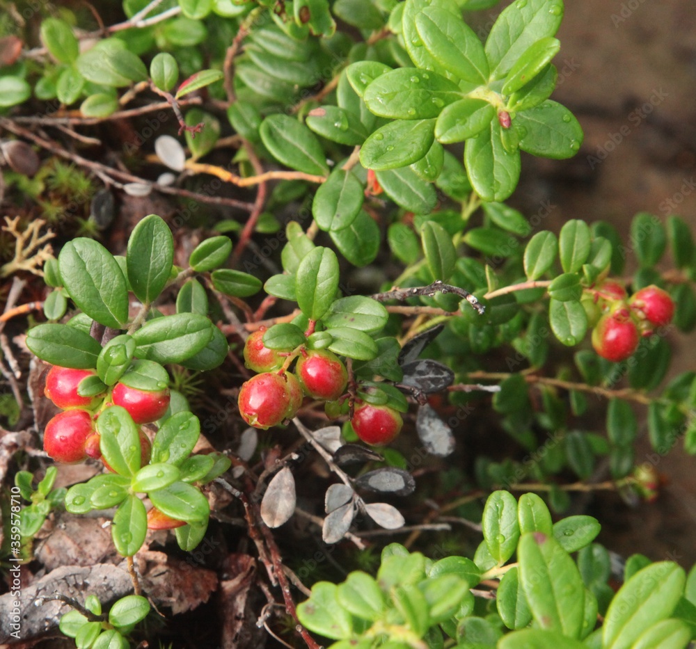 Lingonberry (Vaccinium vitis-idaea) ripening in Chena River State Recreation Area, Alaska