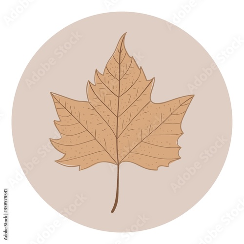 maple leaf