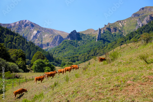 Obraz na plátně Vaches dans le Sancy - Montagnes, Estive et Alpage en Auvergne dans la Vallée de Chaudefour
