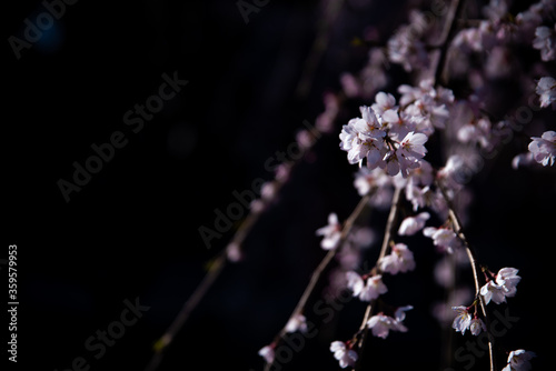 桜2 © 和 伊藤