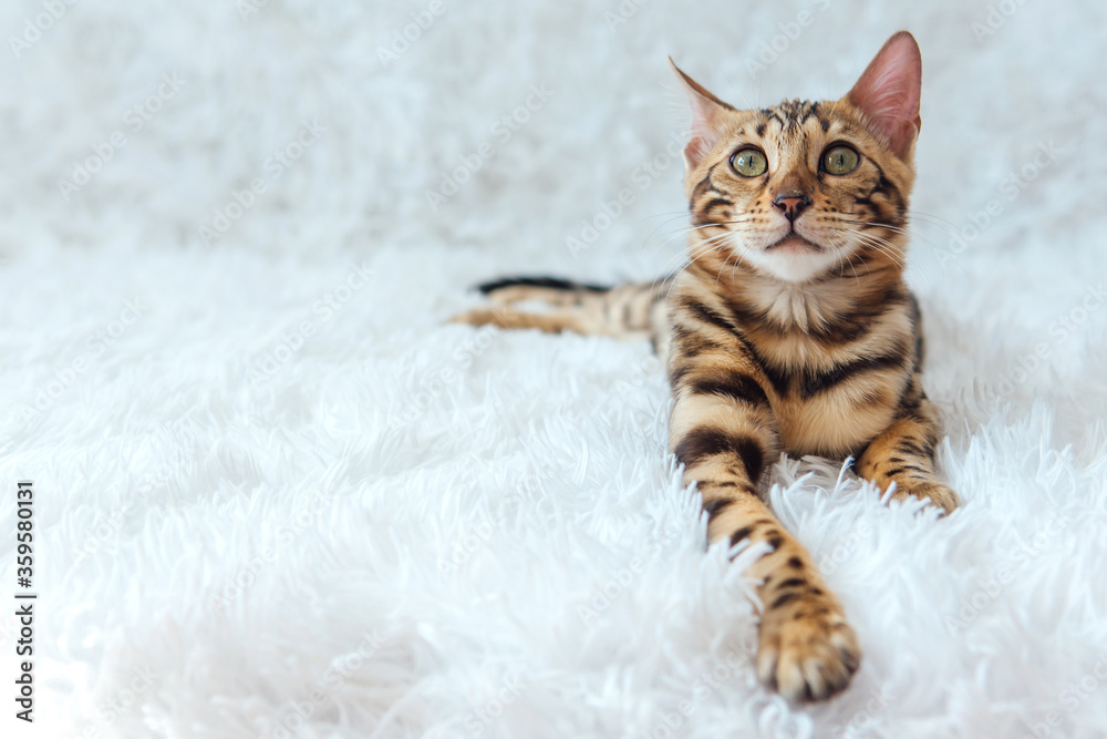 Young bengal kitty cat laying on the white background. Young bengal kitty cat laying on the white background.